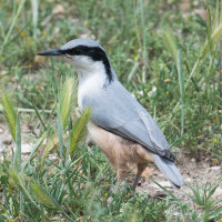 Eastern Rock Nuthatch